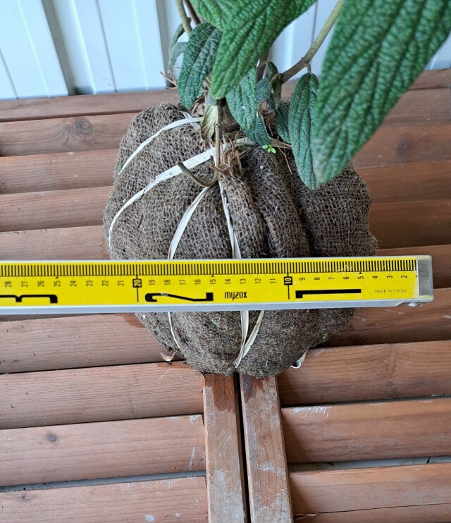 ビバーナムリチドフィラム　びばーなむりちどふぃらむ　現物　245　植木組合