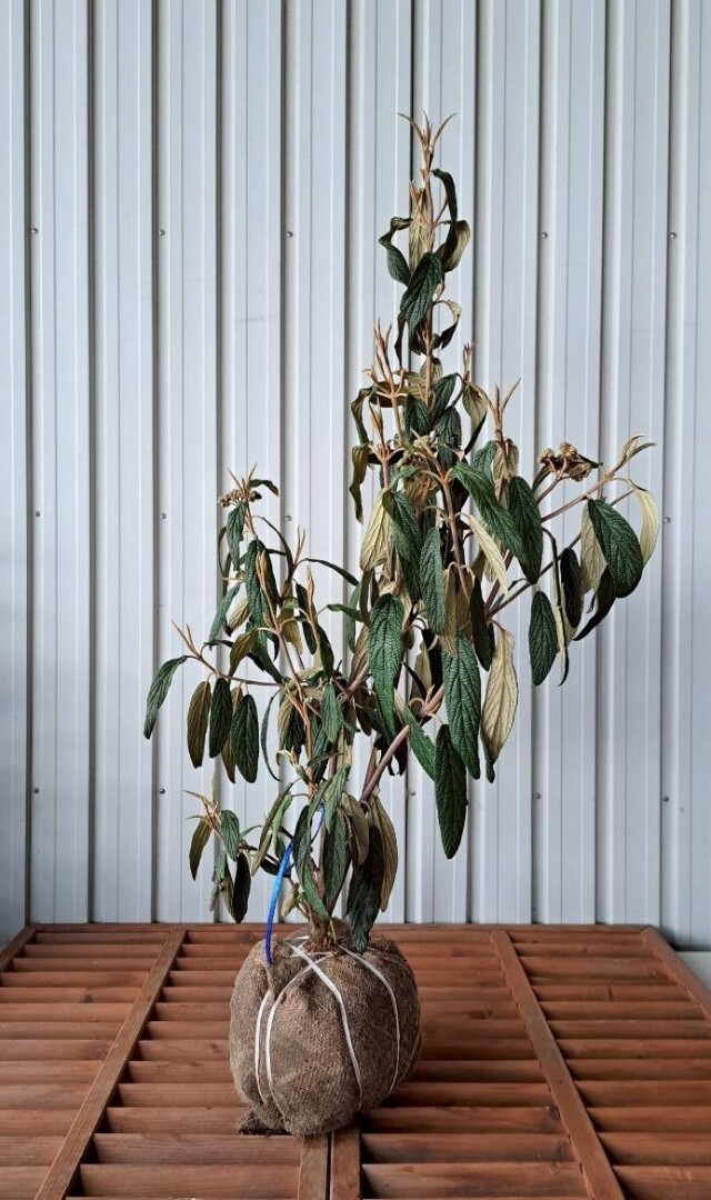 常緑樹　ガマズミ　ビバーナム　リチドフィラム　南国風　リゾート　ドライガーデン　OG　植木組合　