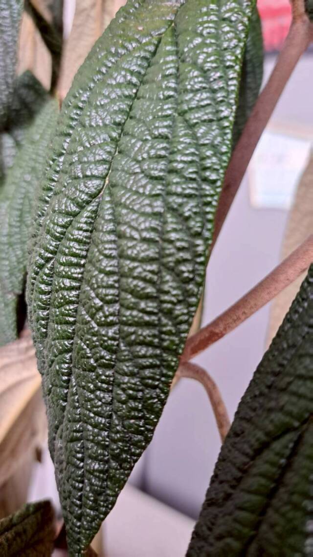 常緑樹　ガマズミ　ビバーナム　葉　花　リチドフィラム　南国風　リゾート　ドライガーデン　OG　植木組合
