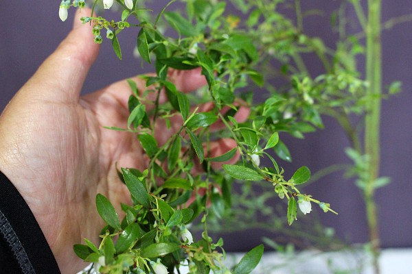 ビルベリー　60ｃｍ　びるべりー　葉　植木組合