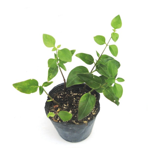 ナルコユリ（鳴子百合） 苗 15cmポット入り