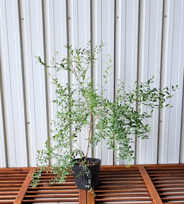 ビルベリー　びるべりー　植木組合　葉