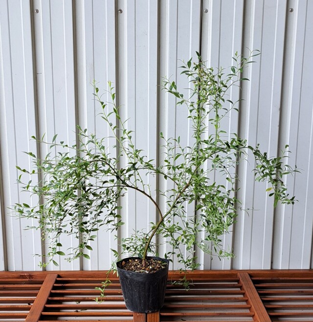 ビルベリー　びるべりー　植木組合　葉