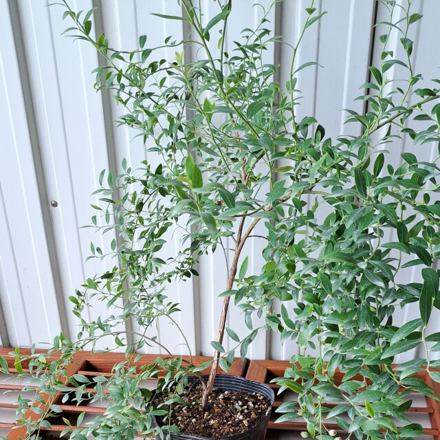 ビルベリー　びるべりー　植木組合　葉