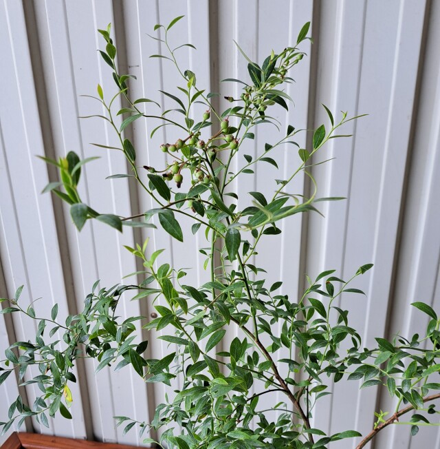 ビルベリー　びるべりー　植木組合　葉　実