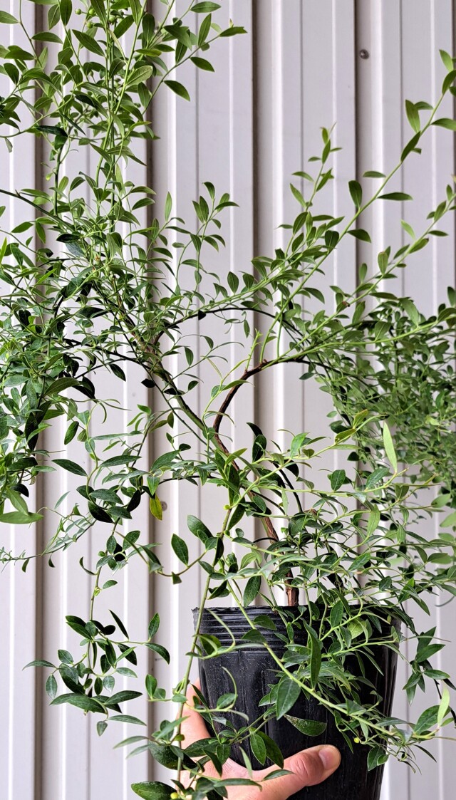 ビルベリー　びるべりー　植木組合　葉