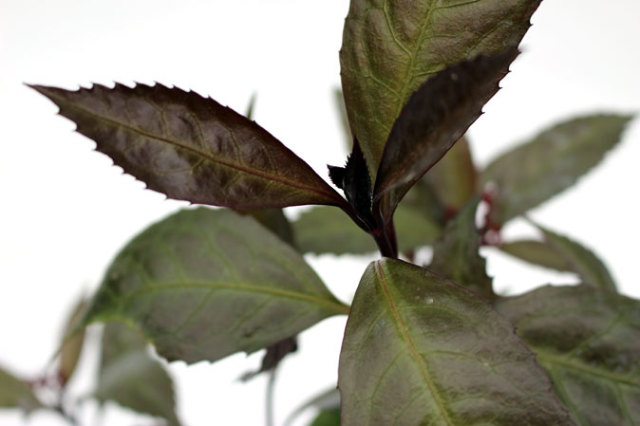 千両　ダークショコラ　せんりょう　だーくしょこら　葉　植木組合