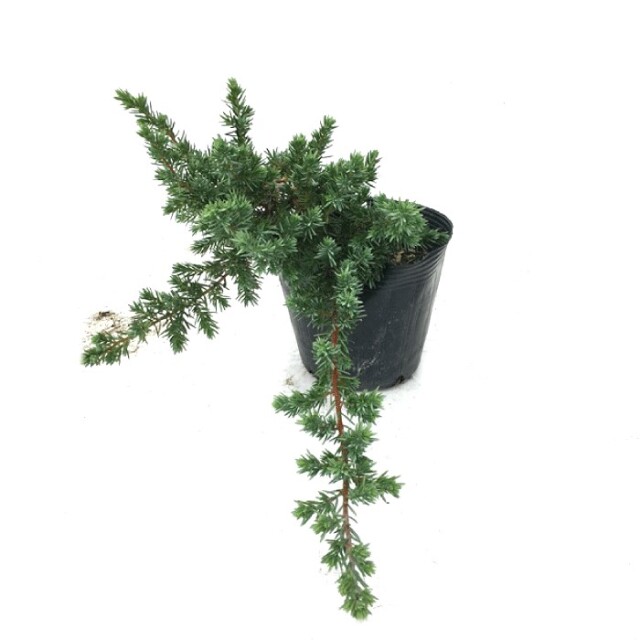 ブルーパシフィック 15cmポット入 グランドカバー用コニファー