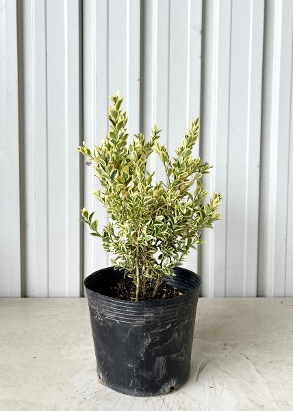 常緑樹 低木 添え木 植木組合