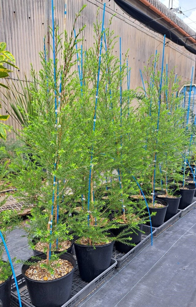 メラレウカ　（メラリューカ）　ブラックティーツリー　植木組合　ティーツリー