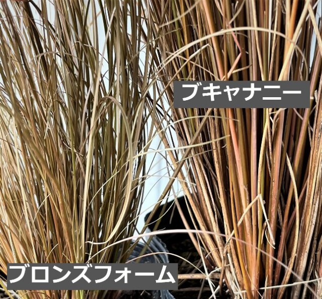 カレックス　ブロンズフォーム