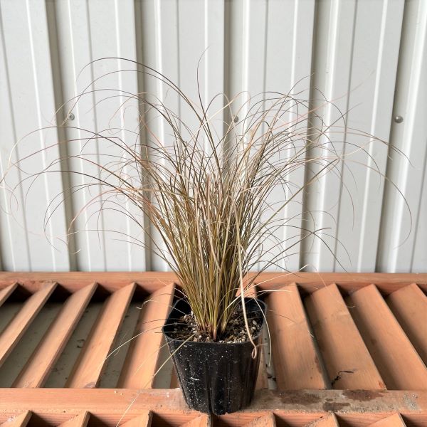 カレックス　ブロンズフォーム　　植木組合