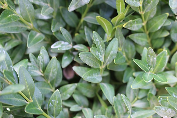 №2　ブクサス　ぶくさす　葉　植木組合