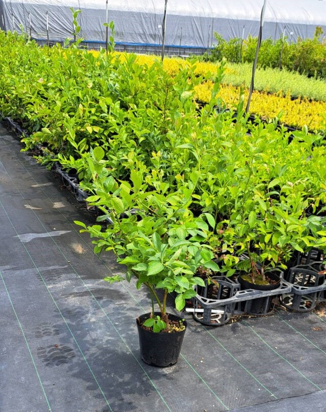 ブルーベリー　苗　サザンオニール　植木組合　果樹