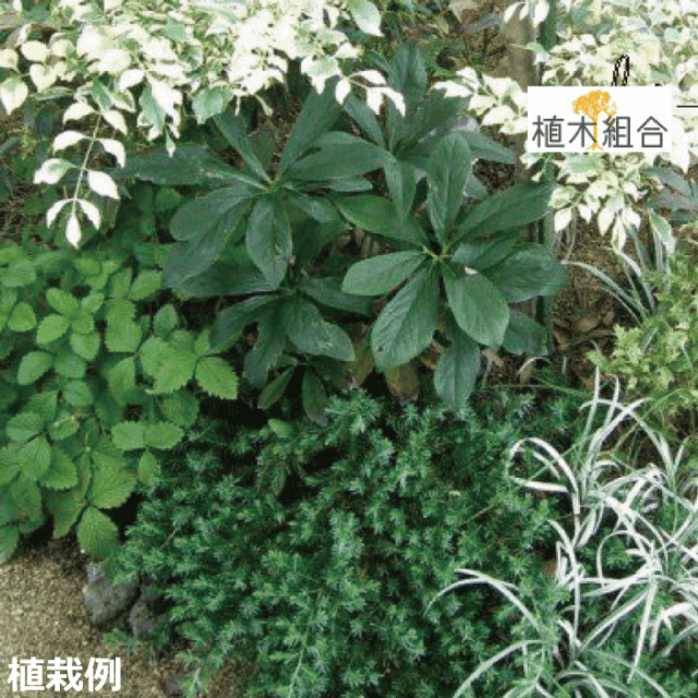 ブルーパシフィック