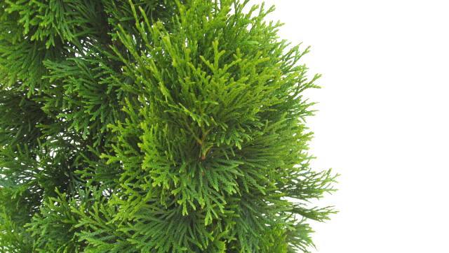 コニファー　エメラルド　こにふぁー　えめらるど　葉　植木組合