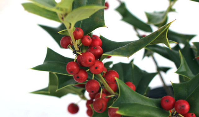 チャイニーズホーリー　ちゃいにーずほーりー　実　葉　植木組合