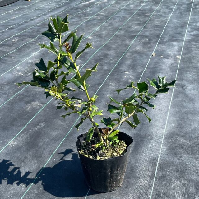 縁起木の商品一覧