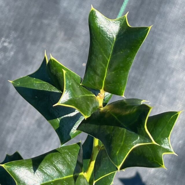 チャイニーズホーリー　30cm