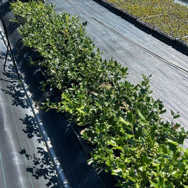 チャイニーズホーリー　30cm