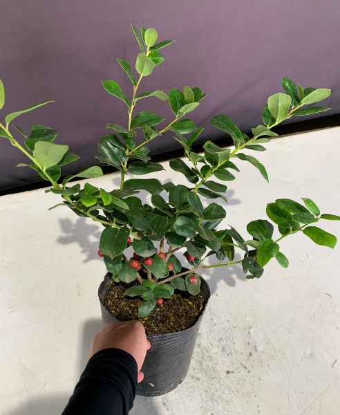 チャイニーズホーリー　30ｃｍ　ちゃいにーずほーりー　葉　植木組合