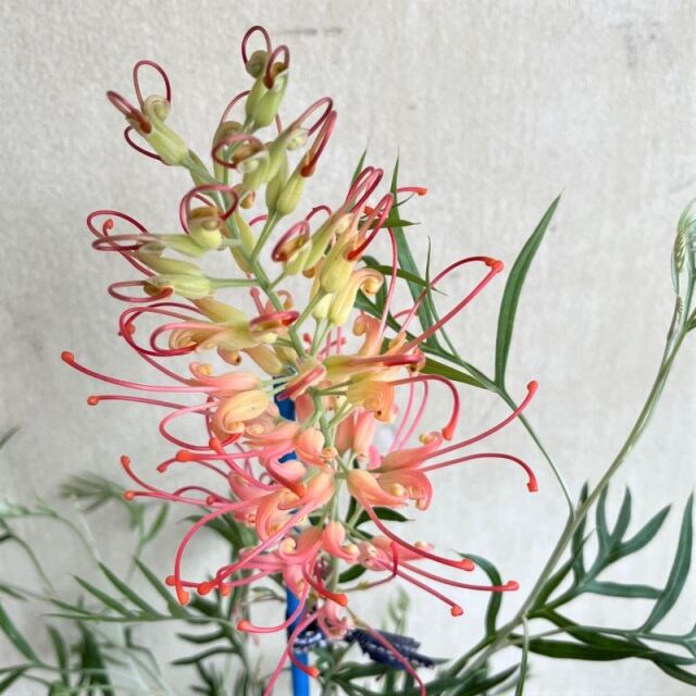 グレビレア ココナッツアイス♪