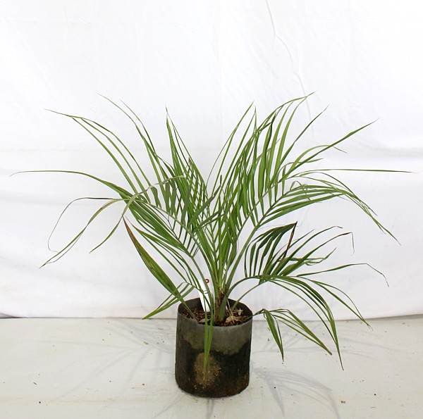 ココスヤシ (267) シルバーリーフ ココスヤシ シルバーリーフ 高さ70cm