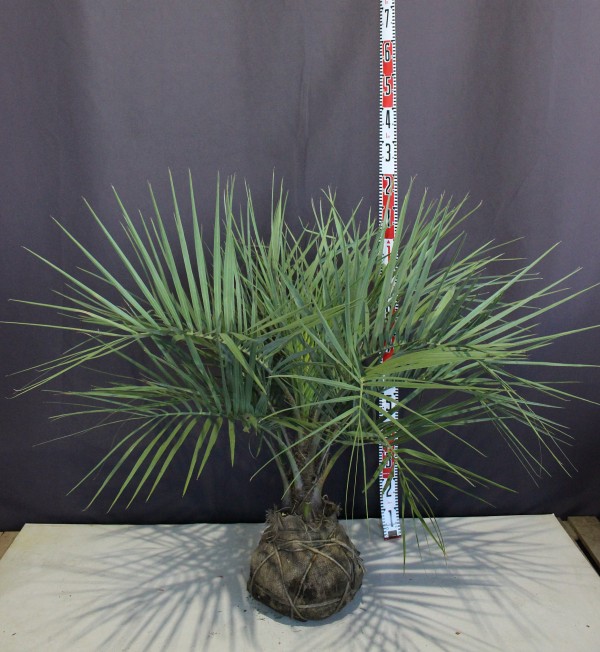 植木 ココスヤシ（約1m60cm）