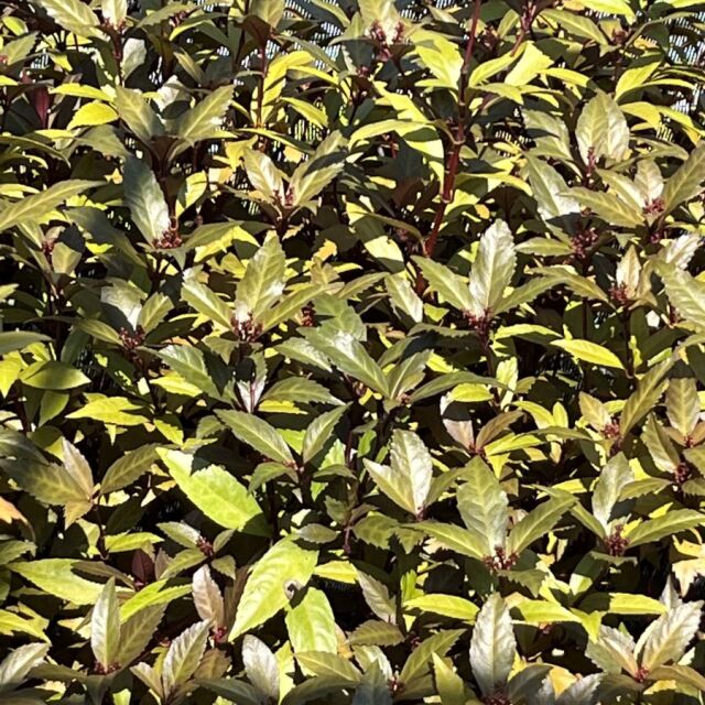 センリョウ　ダークショコラ　せんりょう　