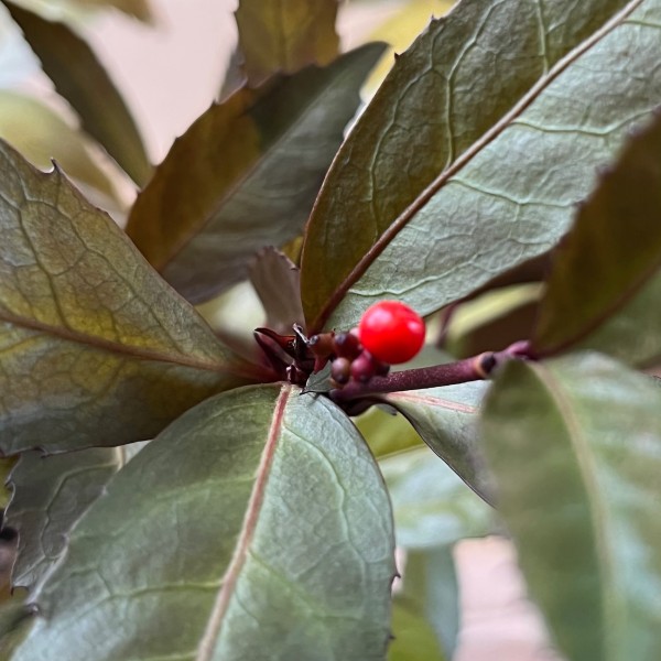 センリョウ　ダークショコラ　実　千両　せんりょう　だーくしょこら　植木組合　実　葉