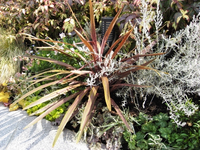 ドラセナ　どらせな　コルディリーネ　こるでぃりーね　葉　植木組合