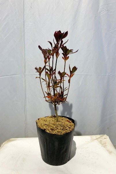 ドウダンツツジ【品番3427】 ドウダンツツジ【品番3427】 ドウダンツツジ （どうだんつつじ） 苗木