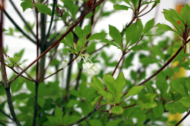 ドウダンツツジ （どうだんつつじ） 苗木 15cmポット入り 高さ約30cm