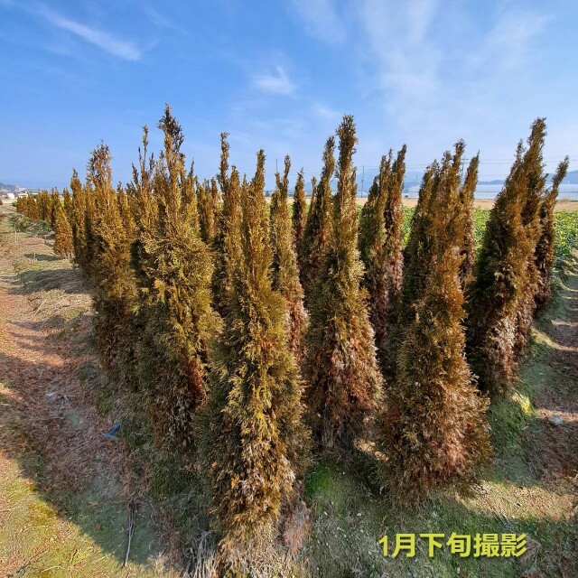 エメラルド　冬の葉の様子　えめらるど　葉　植木組合