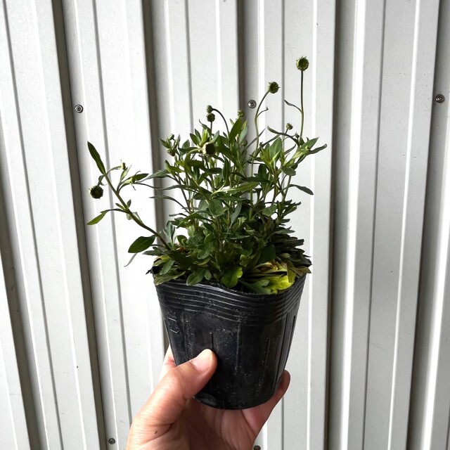 エリゲロン　　植木組合
