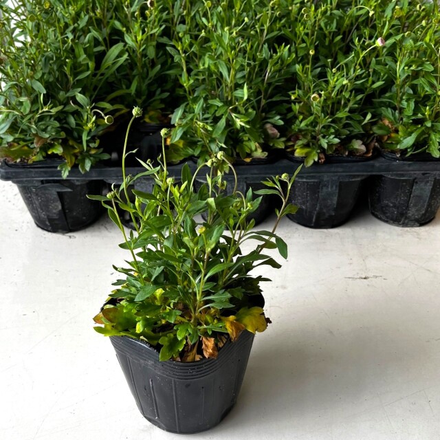 エリゲロン（源平小菊）スパニッシュデージー 苗