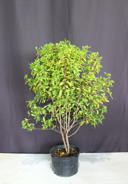 寒さに強い 耐寒性がある 植木組合