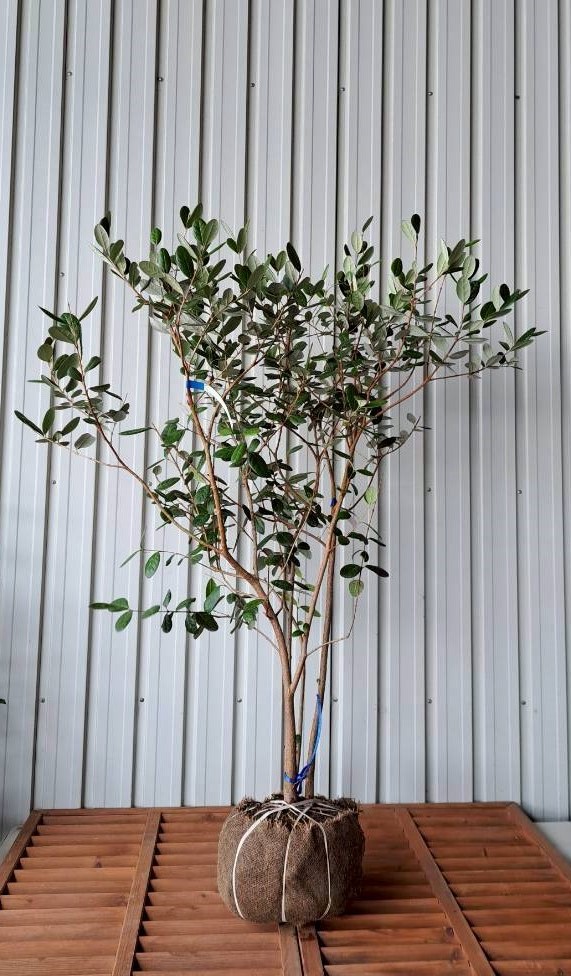 フェイジョア　実生　現物　シンボルツリー　常緑　植木組合　シルバー