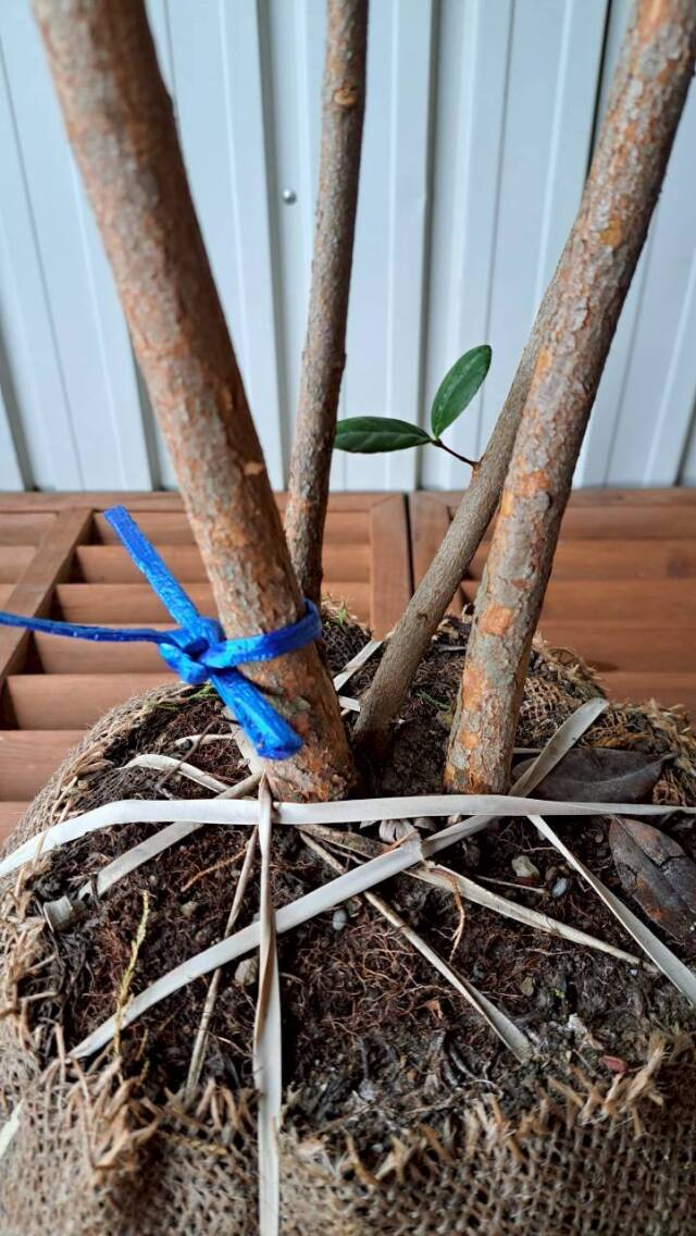 フェイジョア　実生　現物　シンボルツリー　常緑　植木組合　シルバー