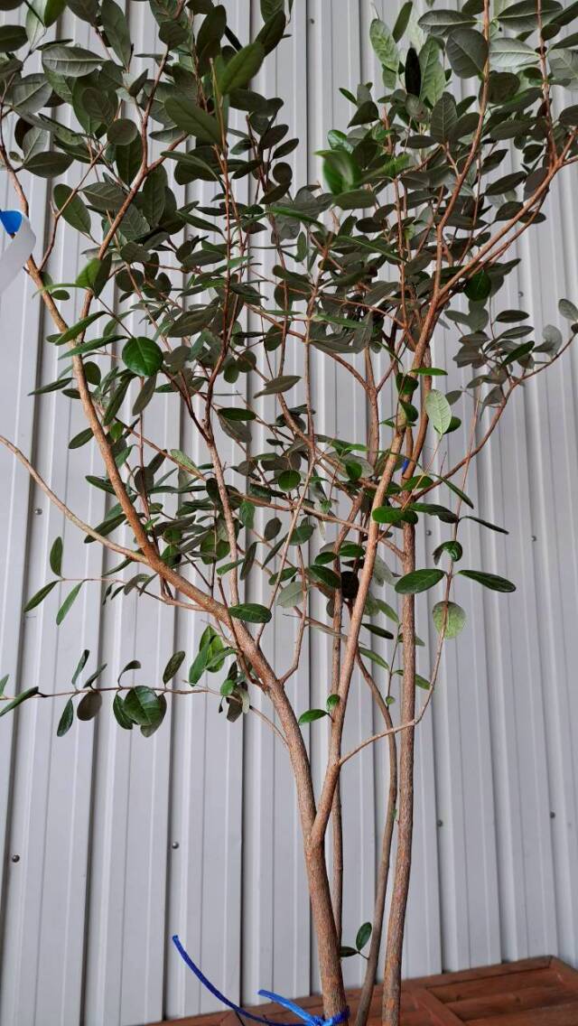 フェイジョア　実生　現物　シンボルツリー　常緑　植木組合　シルバー