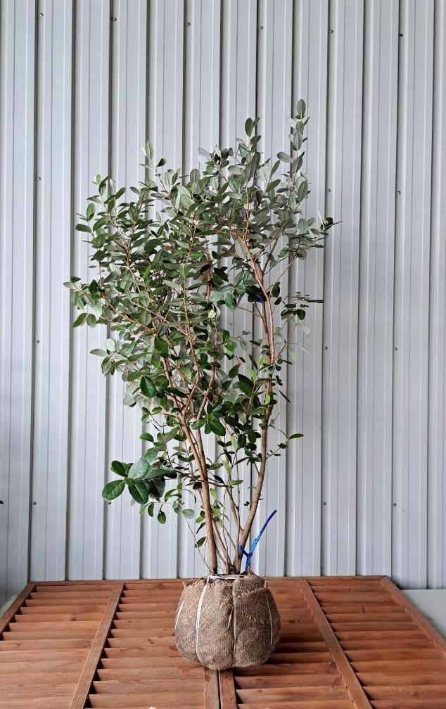 【現物228】フェイジョア　株立ち　高さ約1.3ｍ　幅約70ｃｍ　品種無し実生株　