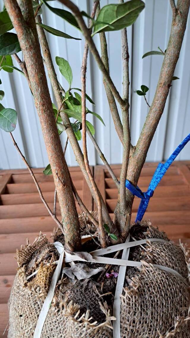 株立ち フェイジョア