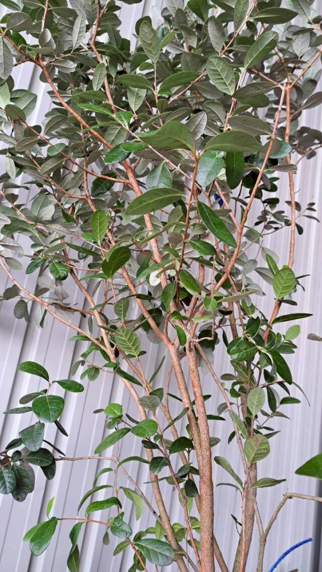株立ち フェイジョア