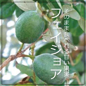 実の成る樹を植えよう！  フェイジョア　植木組合