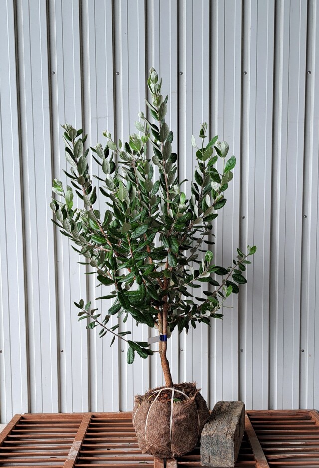 フェイジョア　ふぇいじょあ　植木組合