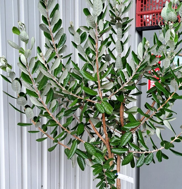 フェイジョア　ふぇいじょあ　植木組合