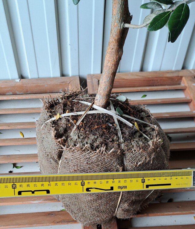 フェイジョア　ふぇいじょあ　植木組合