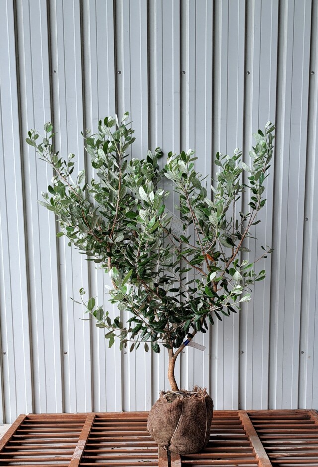 常緑樹】副木・サブツリー 植木組合