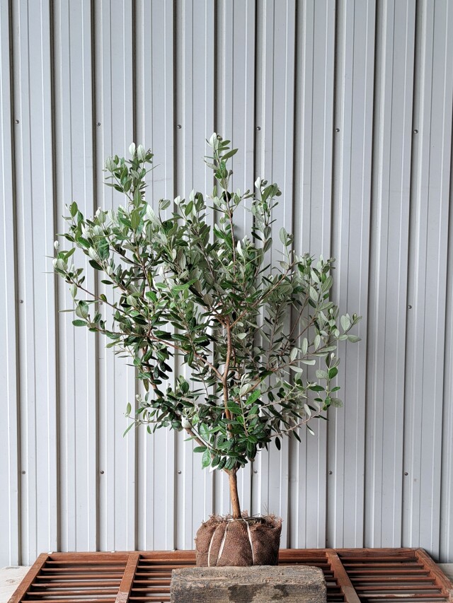 フェイジョア　ふぇいじょあ　植木組合