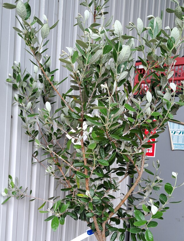 フェイジョア　ふぇいじょあ　植木組合